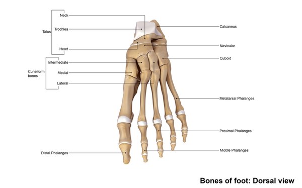 3d human foot bones anatomy