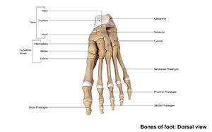 3d human foot bones anatomy