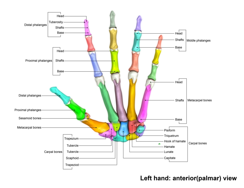 Human Wrist Hand Bones Obj   31 LeftHandaneriorpalmerview 1 40B940AE E165 4A53 8C93 5085AAE9C7DADefaultHQ 