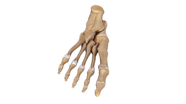 3d human foot bones anatomy