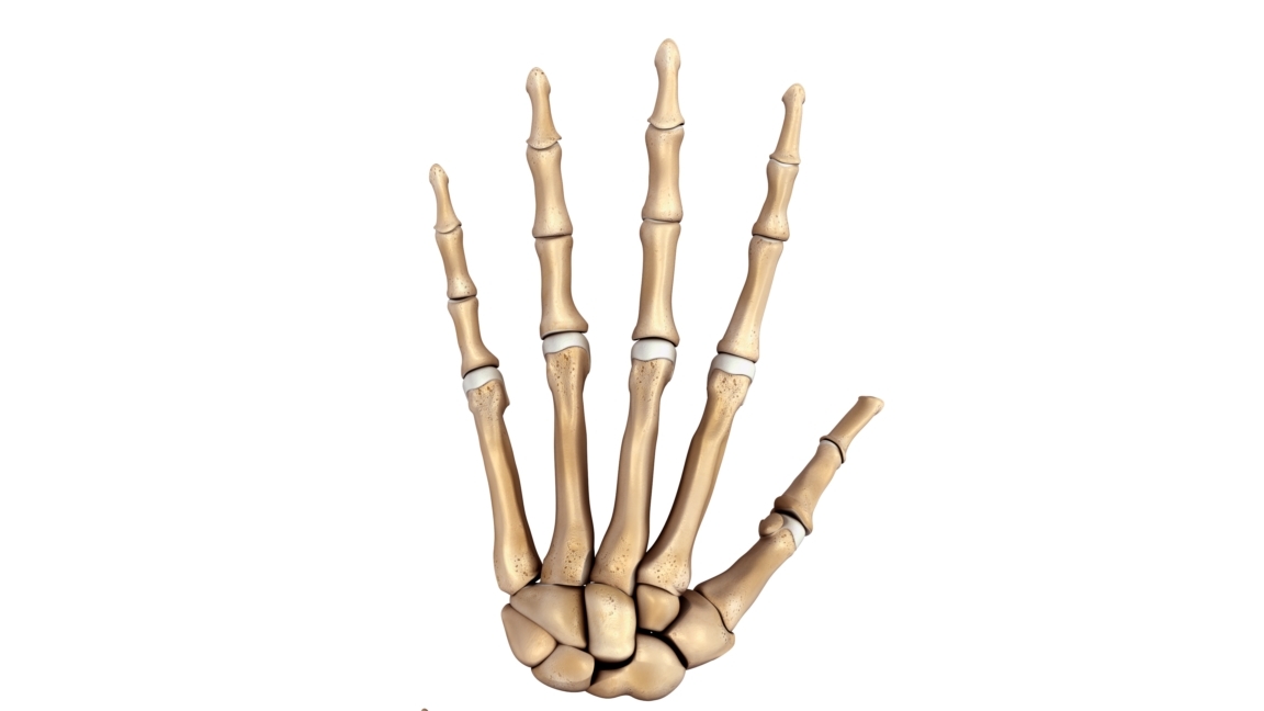 手腕和手骨3d模型