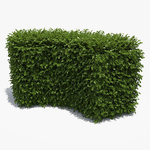 free boxwood hedge 3d model
