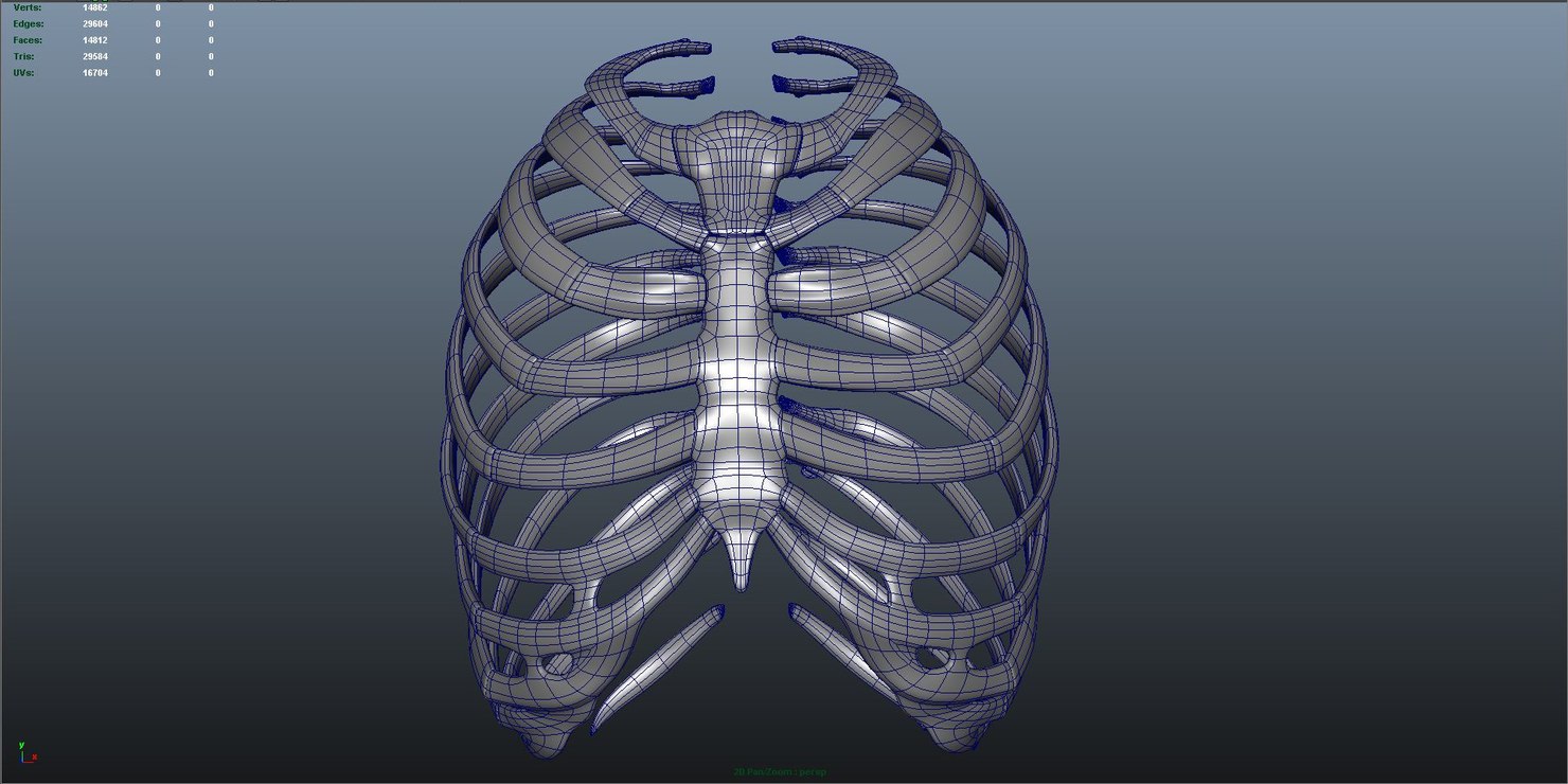 ribcage anatomy obj