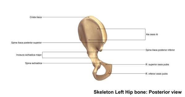 pelvic girdle 3d model