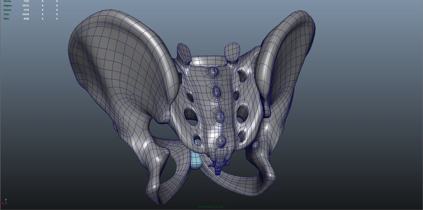 pelvic-girdle-3d-model