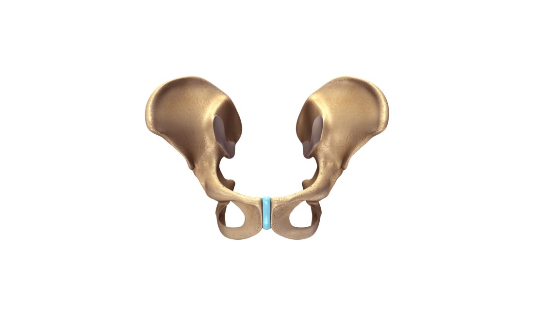 pelvic girdle 3d model