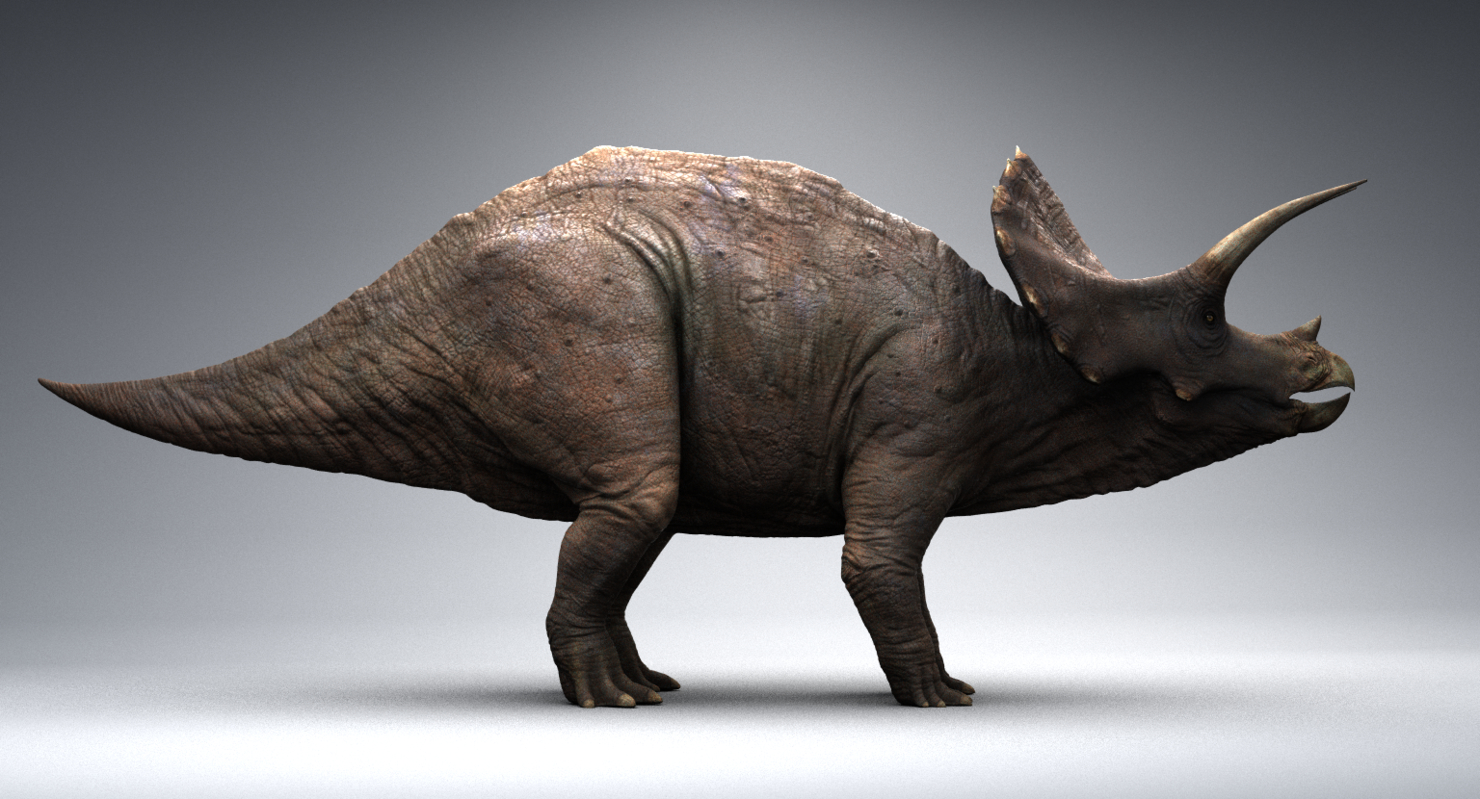 triceratops view in 3d