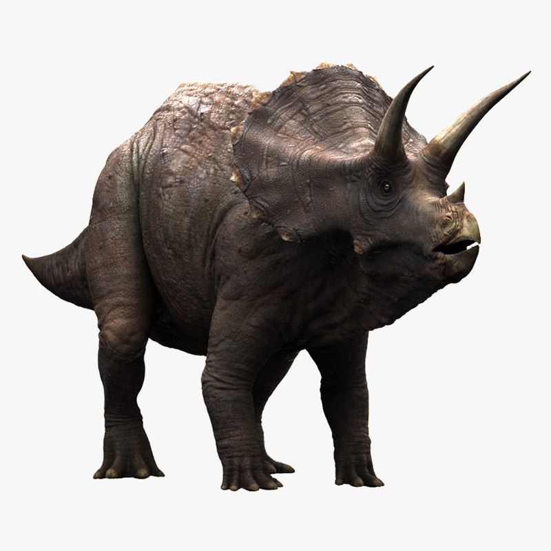 triceratops view in 3d