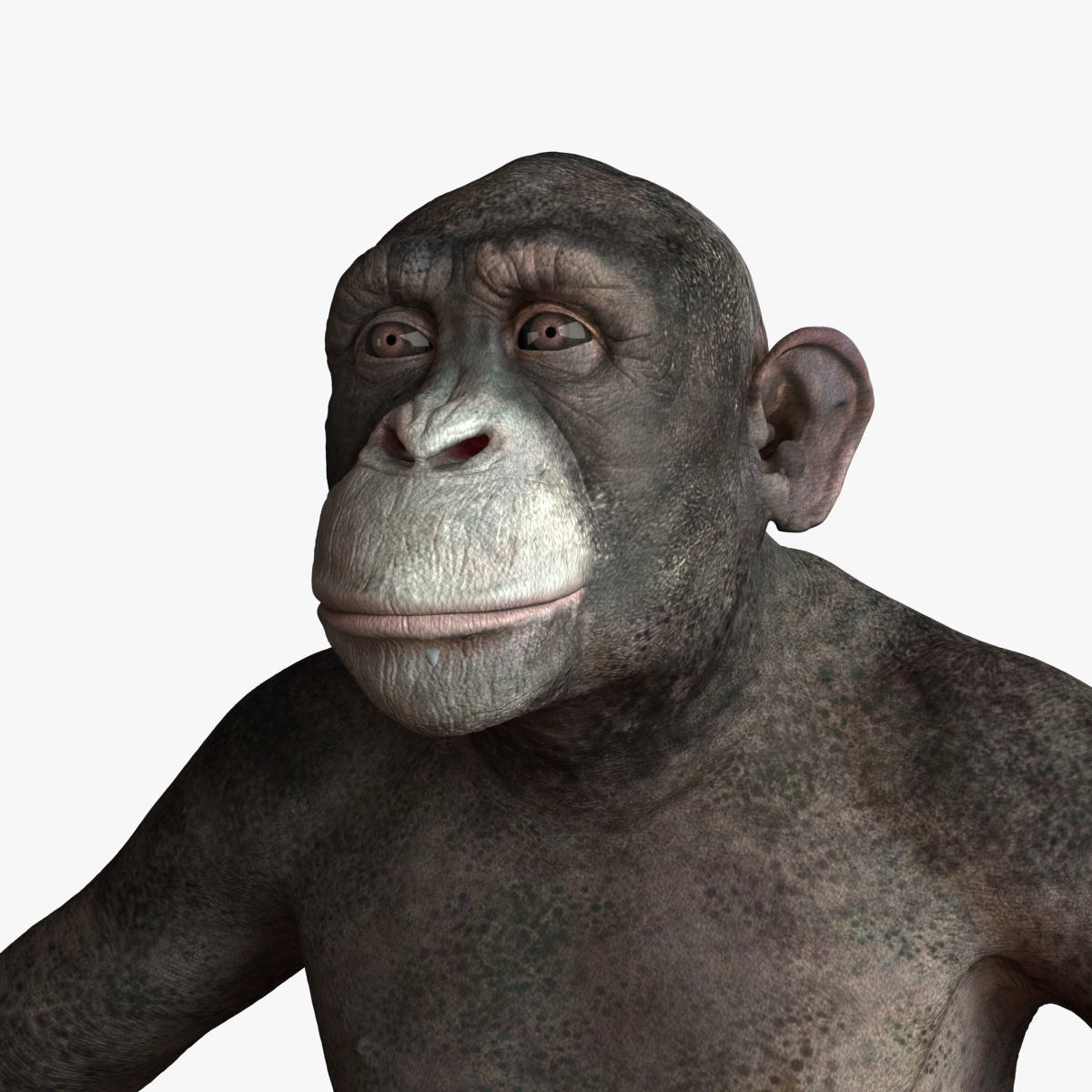 Chimpanzee Chimp 3d Model