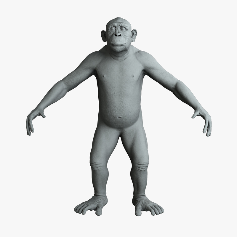 chimpanzee chimp 3d model