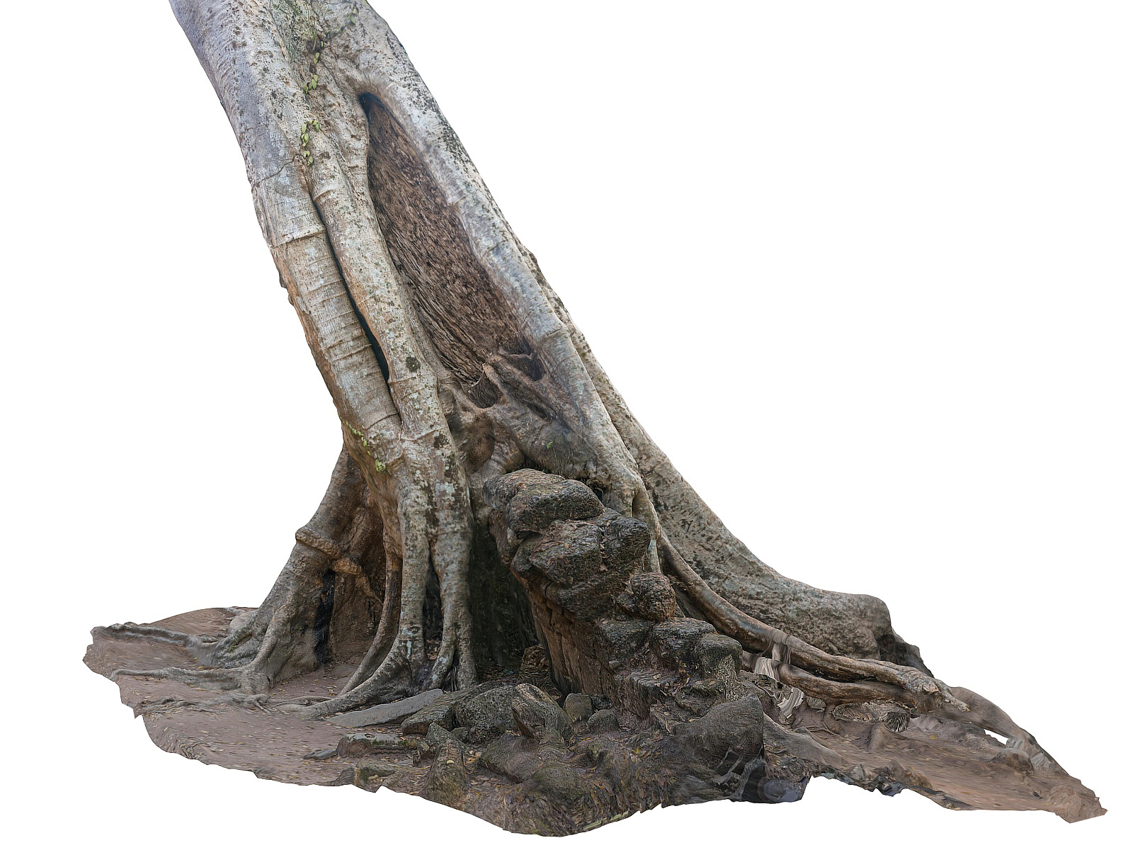 jungle tree ultra hd 3d model