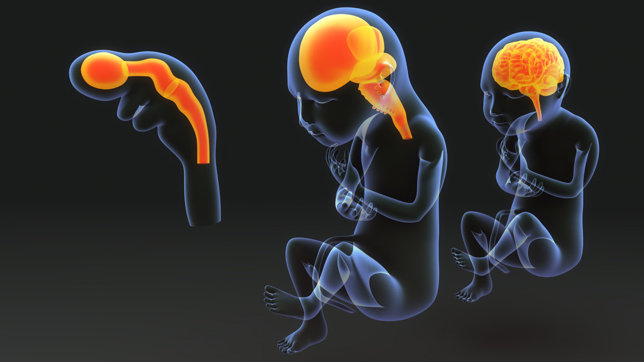 stages baby brain 3d model