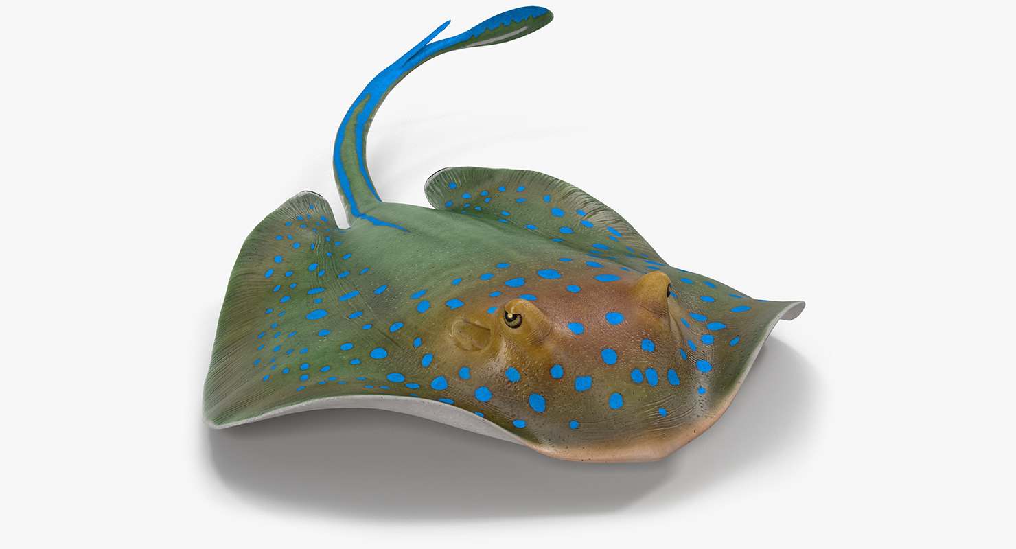 Оснастка на ската фото. Скат 3 д. Шаблон скат для молдов. Фигурка safari ltd акулий скат 226329. Скат 3 д.