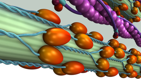 3d model of calcium troponin release