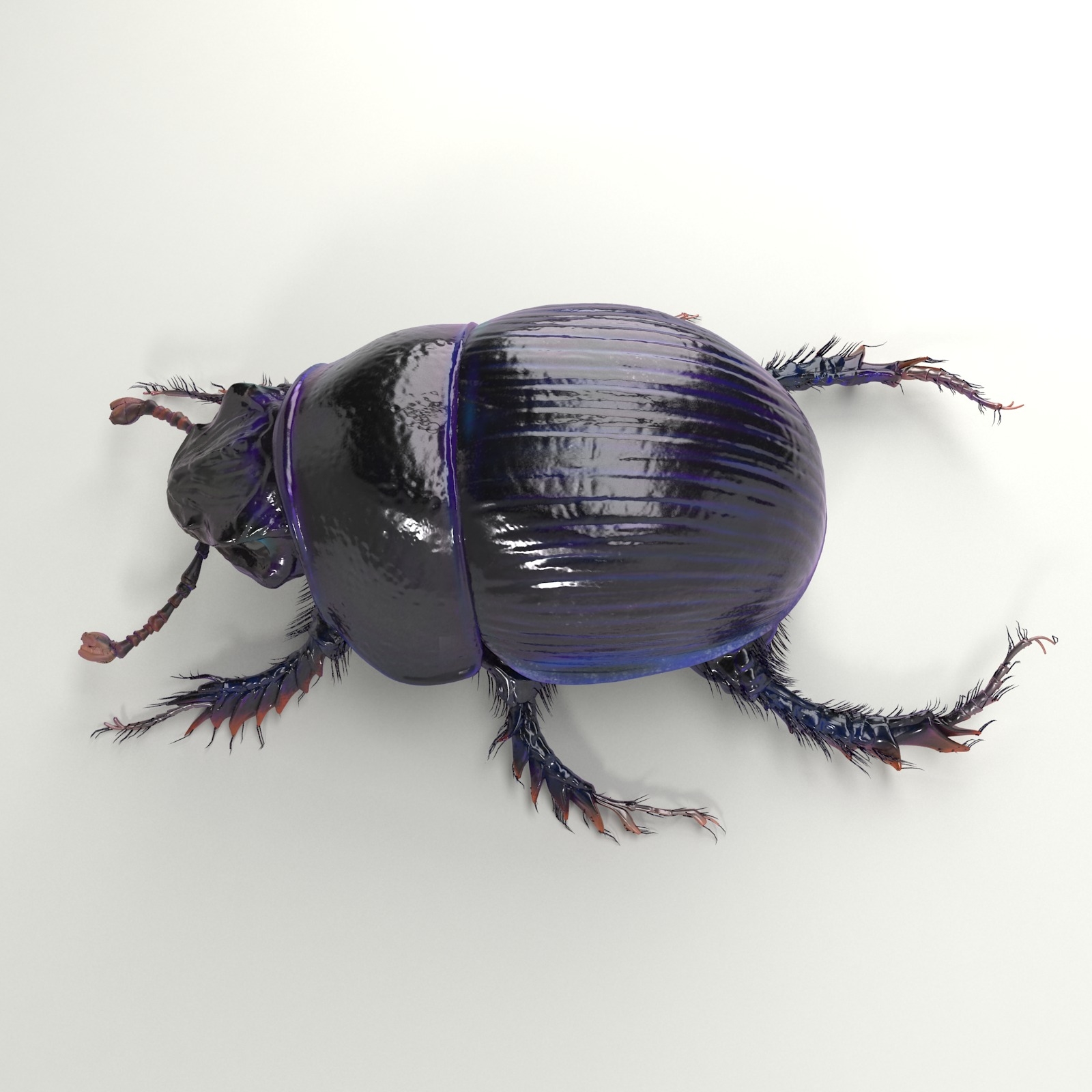 3d Scarab Beetle