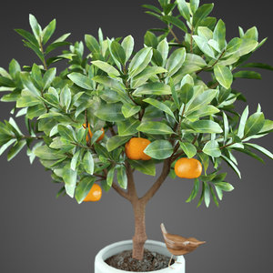 max plant orange tree