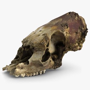 3d model dead dog skull