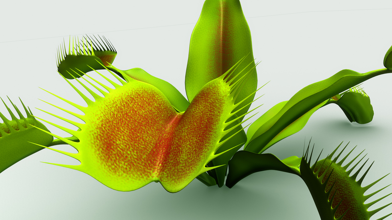 venus fly trap 3d model