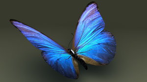 butterfly 3d obj