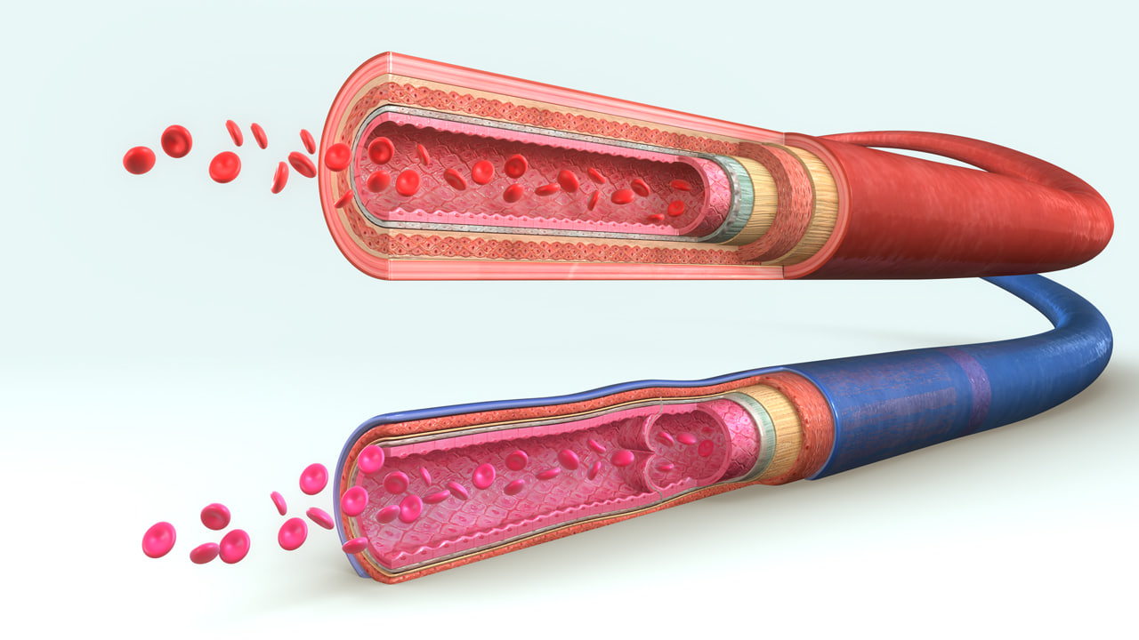blood-vessels-ma