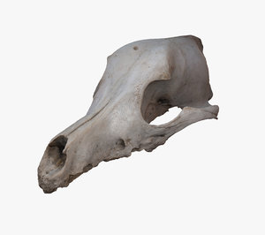 roe dear skull 3d model