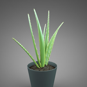 3d plant home aloe model