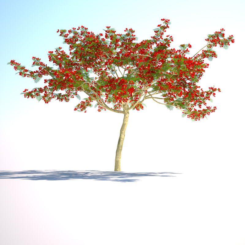 3d flamboyant tree royal