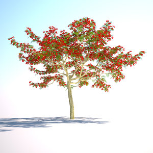 3d flamboyant tree royal