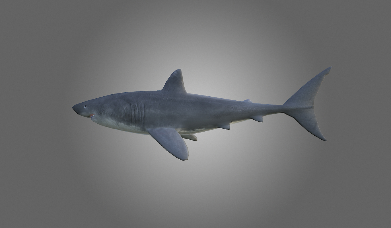 3d model of low-poly shark