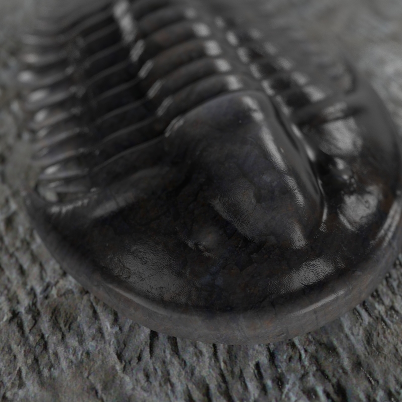fossil model dw2