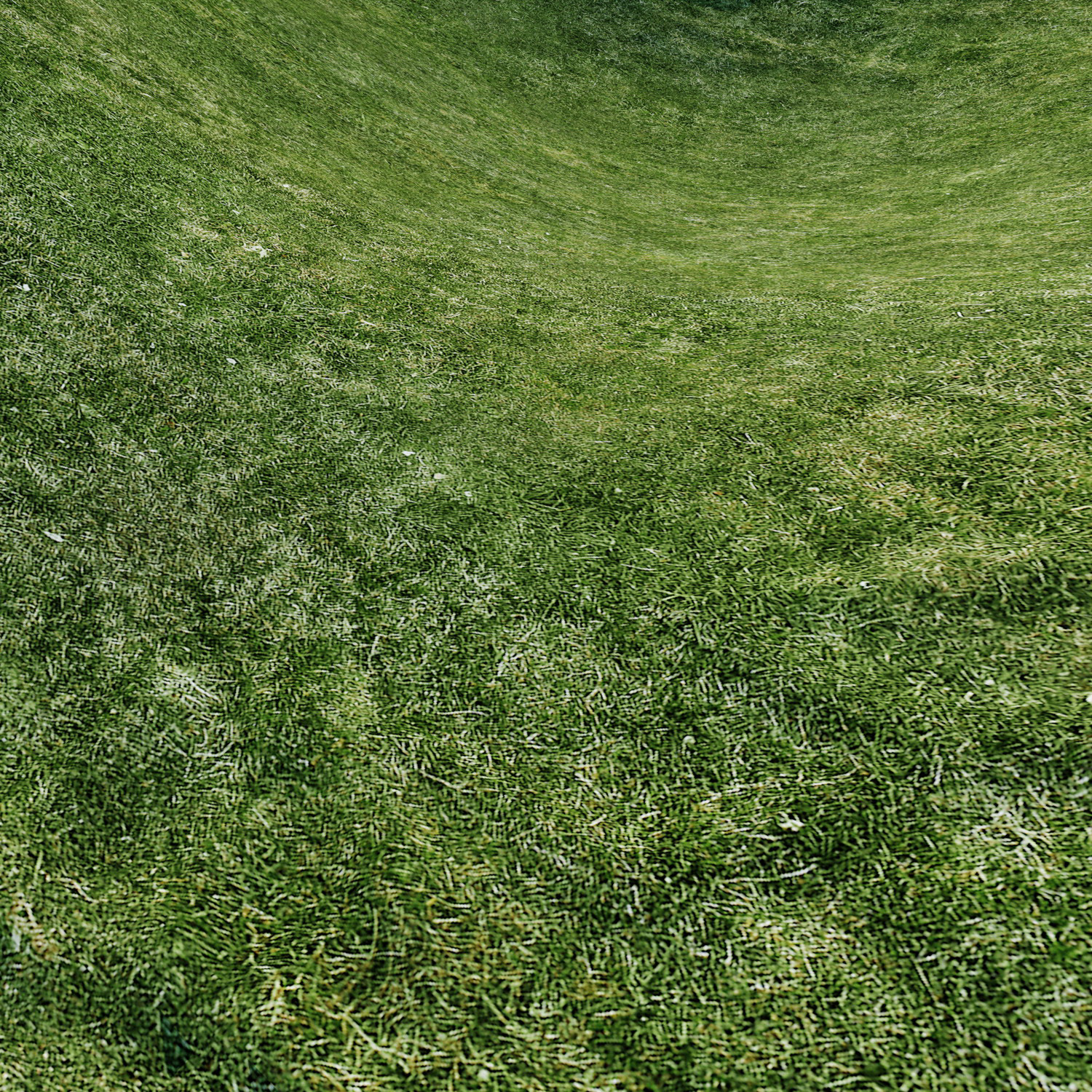 lawn grass texture