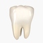 teeth 3d model