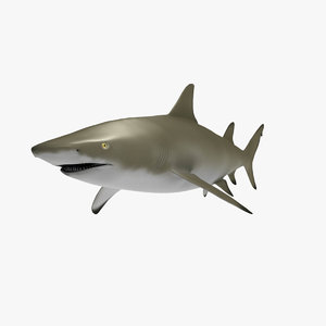 3d model of lemon shark