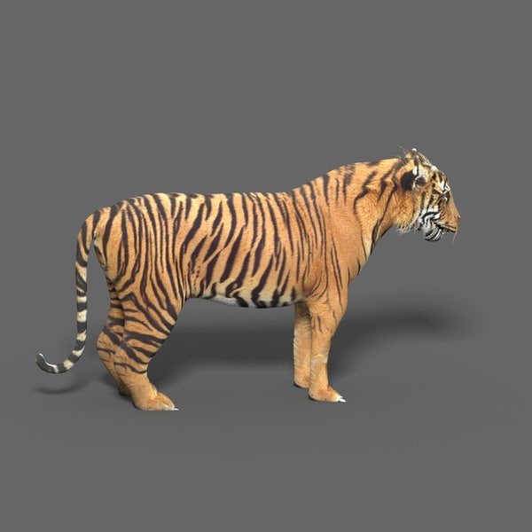 Tiger Blender Models for Download TurboSquid