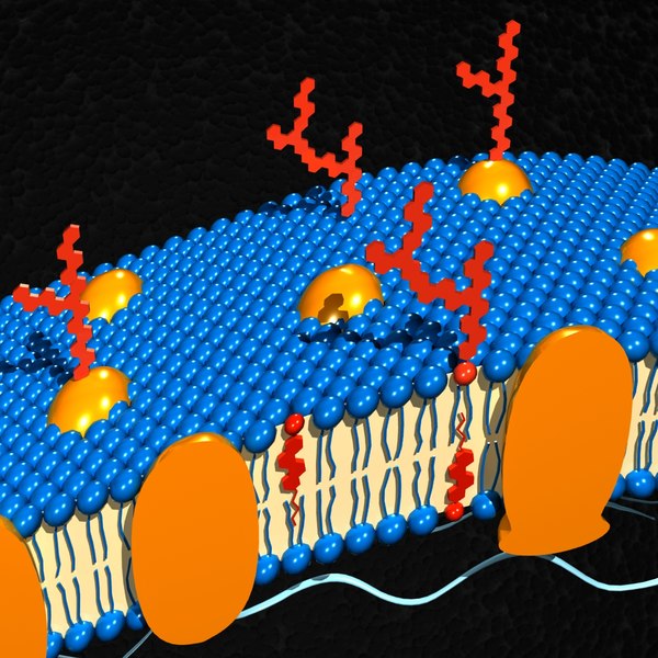 3d cell membrane model