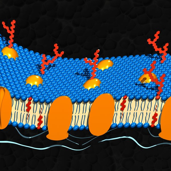 3d cell membrane model