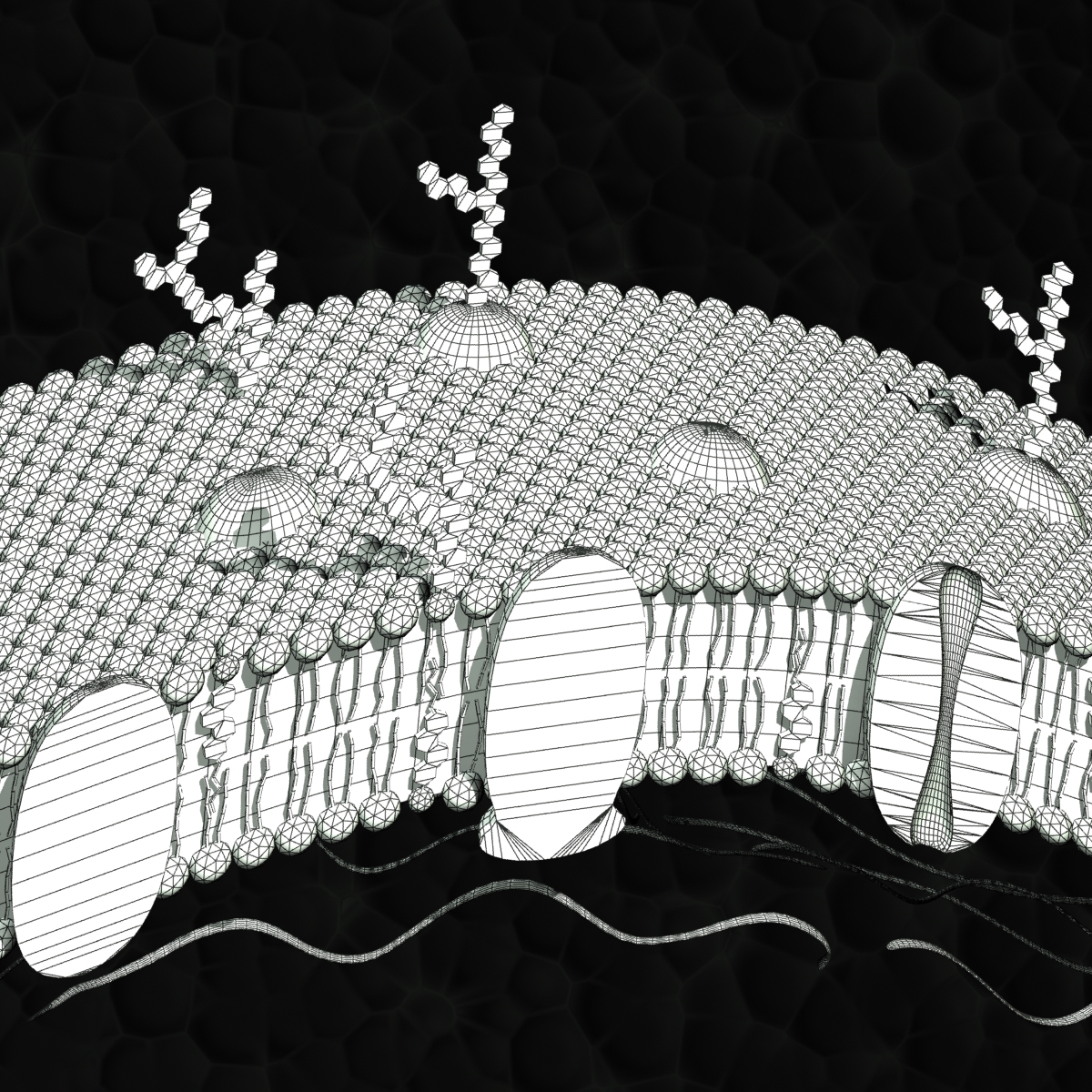 3d cell membrane model