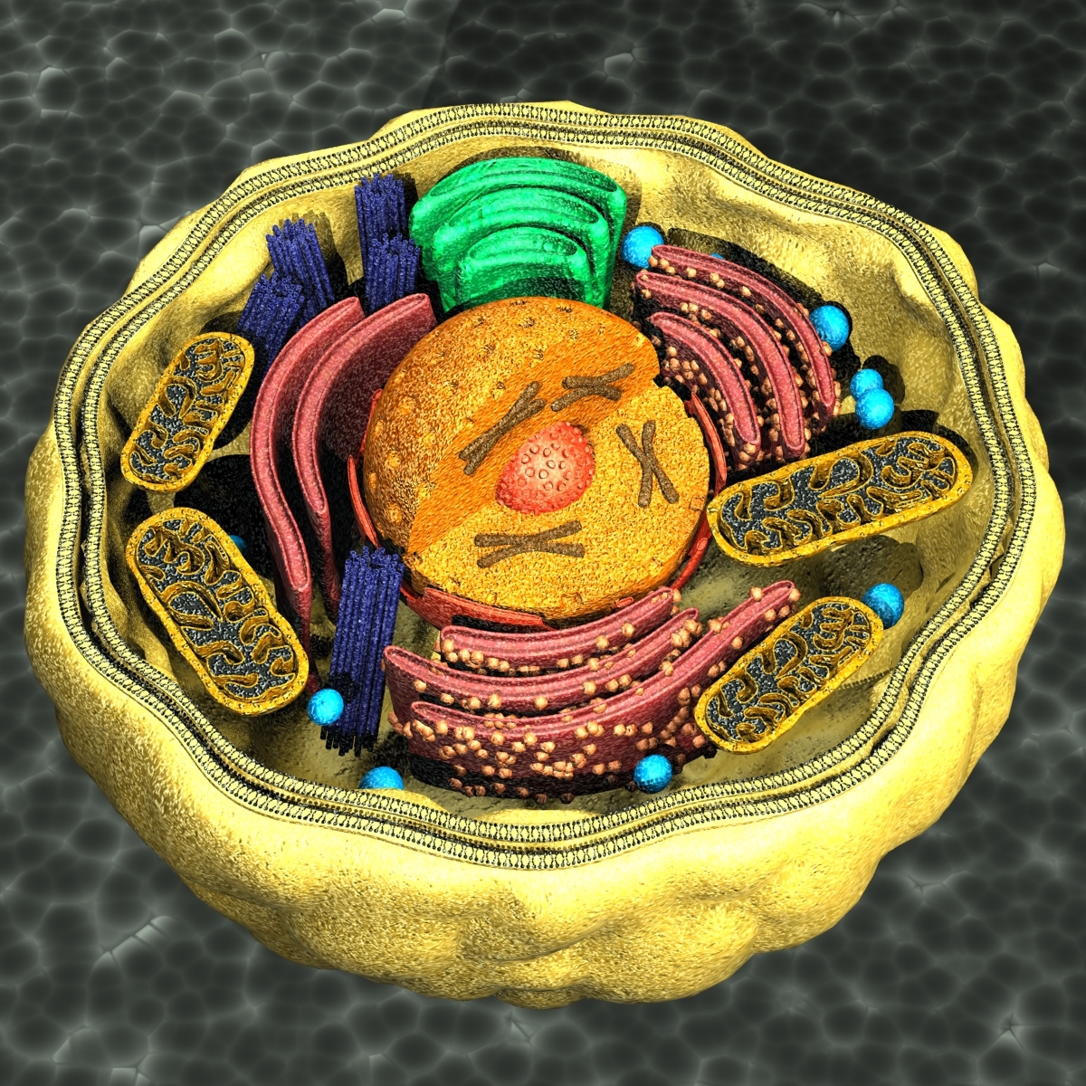 human cell 3d max