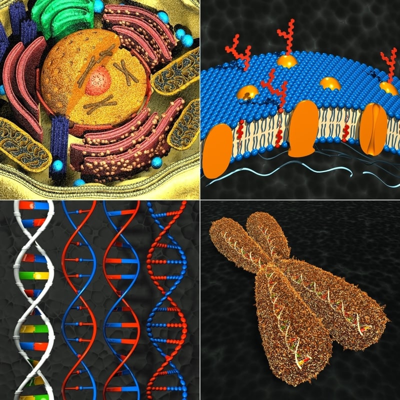 3D Animal Cell Model Chromosomes Image from