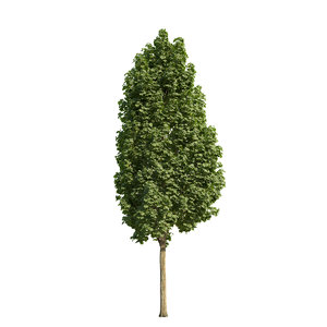 3d norway maple tree columnar