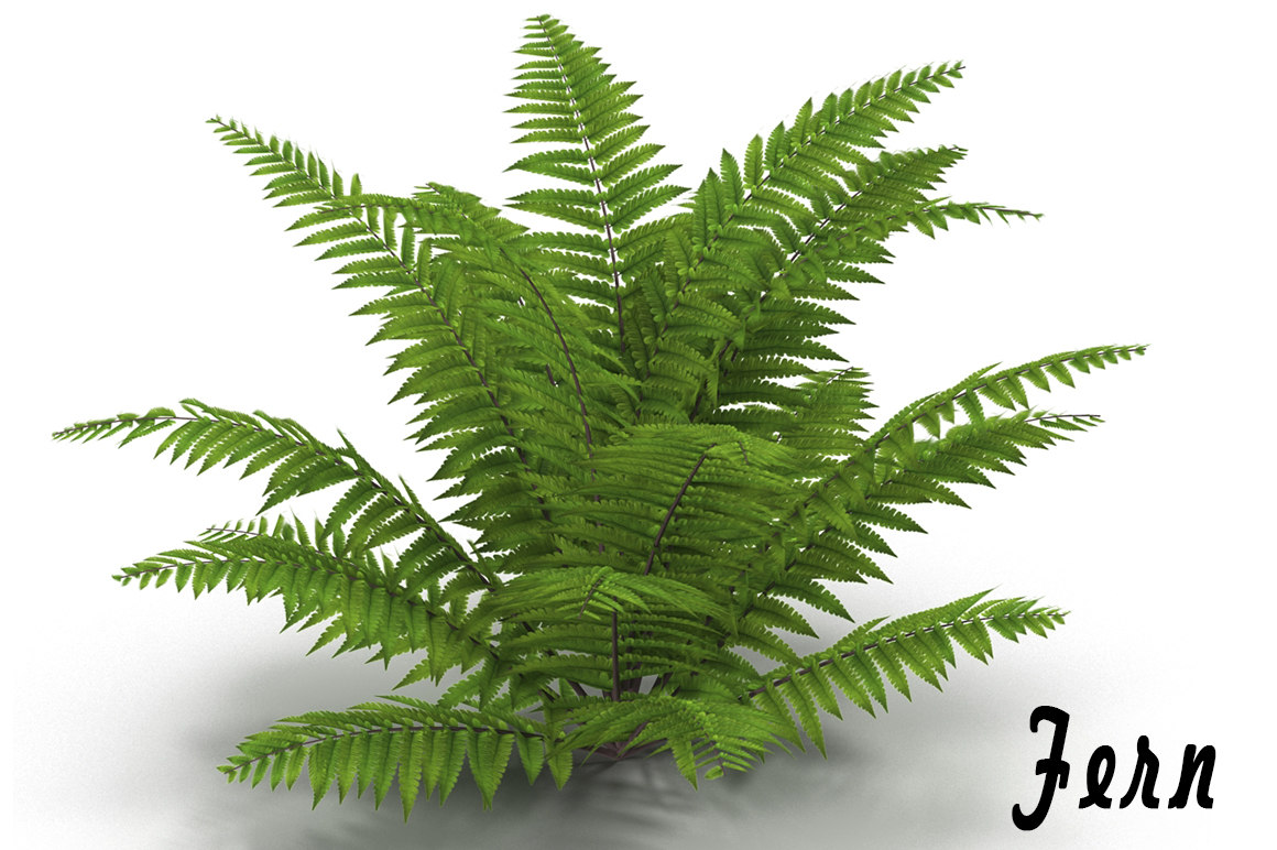  3d  model  fern  bush