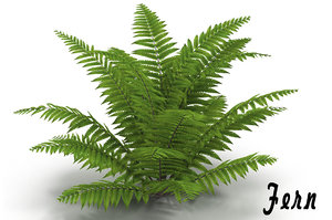 3d model fern bush