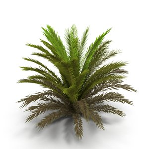 3d fern bush model