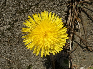Dandelion taraxacum