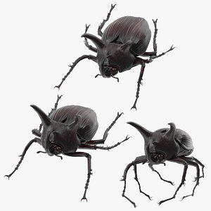 3d rhinoceros beetle poses model