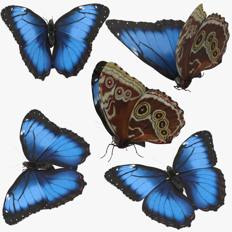 Butterfly Pose Effects - luthfiannisahay: Butterfly Ridge ...