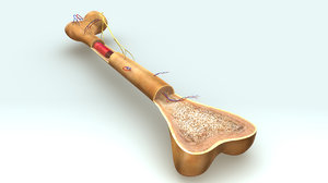 3d model bone anatomy