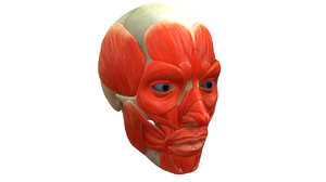 3d model human skull