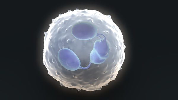 White Blood Cell 3D Models for Download | TurboSquid