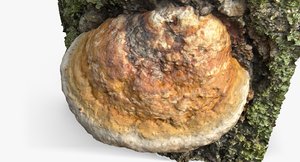 3d mushroom polypore 4 raw